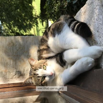 Photo 1/1 Chat retrouvé Perdu à Fons
