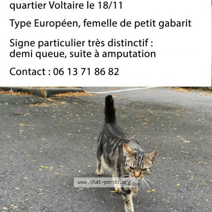 Photo de chat perdu à Sotteville Les Rouen