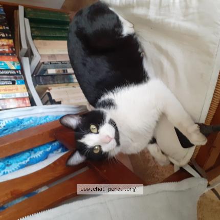 Photo de chat perdu à Champigny Sur Marne