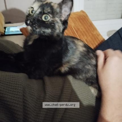 Photo de chat perdu à Rillieux La Pape