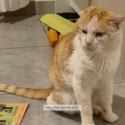 Photo 1/1 Portos Chat perdu à La garde