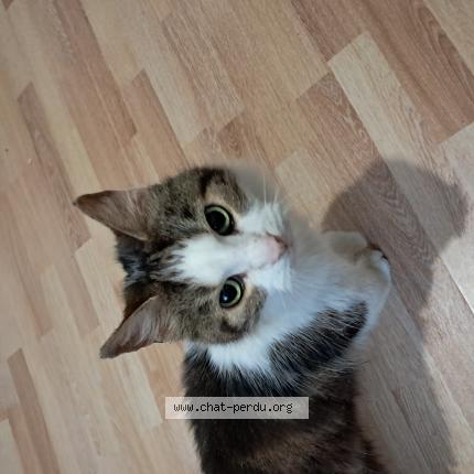 Photo 1/1 Chat retrouvé Trouvé à Tourcoing
