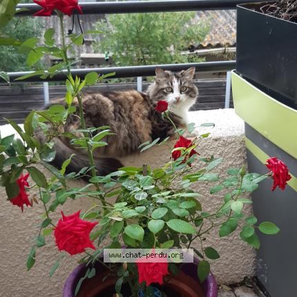 Photo 1/1 Duchesse Chat perdu à Saint bres