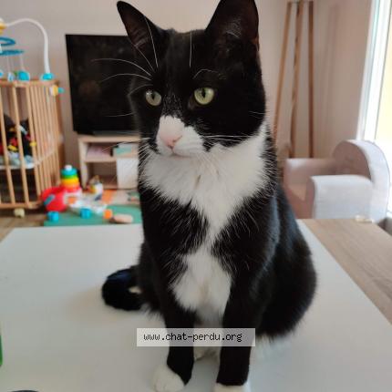 Photo de chat perdu à Sance