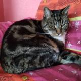 Photo de chat perdu à Reichschoffen