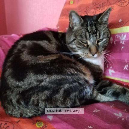 Photo 1/1 Chat retrouvé Perdu à Reichschoffen