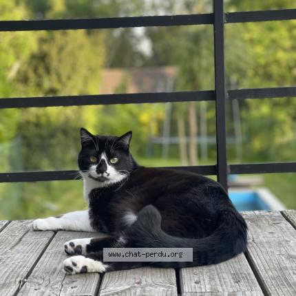 Photo de chat perdu à Mont Saint Pere