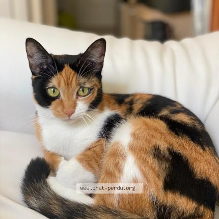 Photo 1/1 Chat retrouvé Perdu à Auribeau Sur Siagne