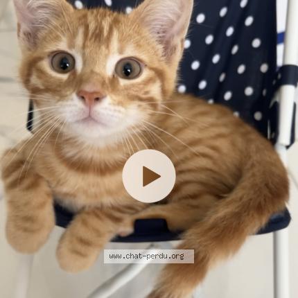 Photo de chat perdu à Aulnay Sous Bois