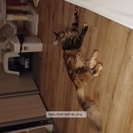 Photo de chat perdu à Oullins
