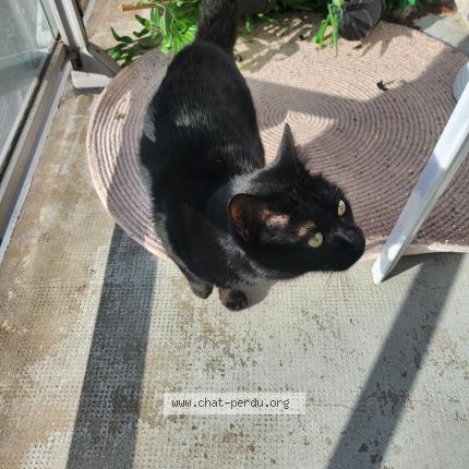 Photo 1/1 Chat retrouvé Trouvé à Saint Etienne