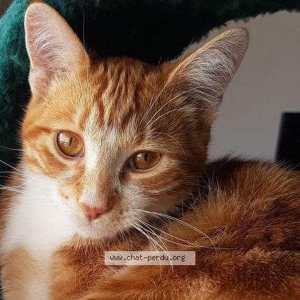 Photo de chat perdu à Raimbeaucourt