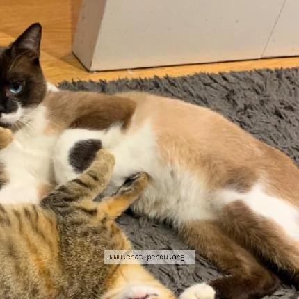 Photo de chat perdu à Montlhery