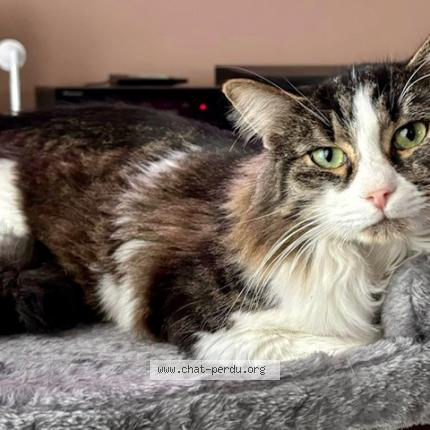 Photo de chat perdu à Argenteuil
