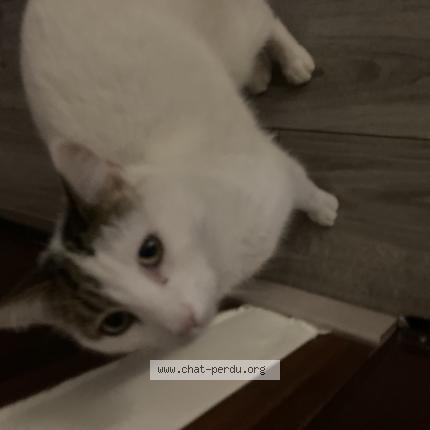 Photo 1/1 Tippex Chat perdu à Boulllargues