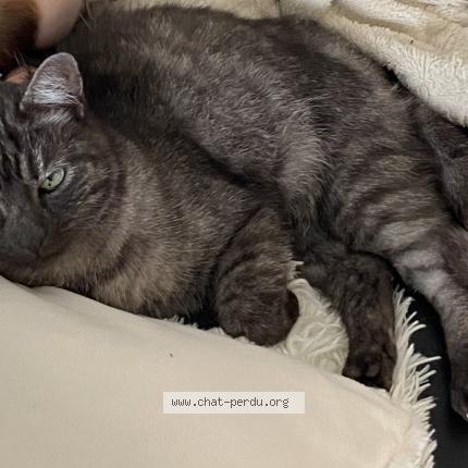 Photo 1/1 Loulou Chat perdu à Vaux le penil