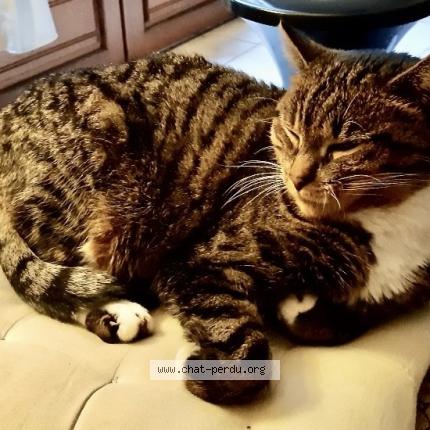 Photo de chat perdu à Saint Denis En Val