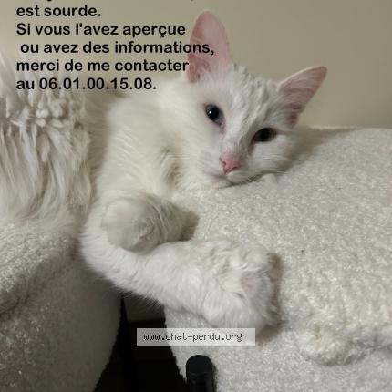 Photo de chat perdu à Coueron