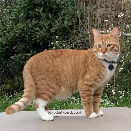 Photo de chat perdu à Lille