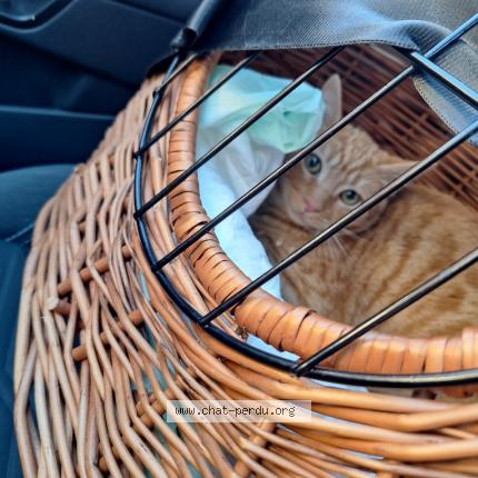 Photo de chat perdu à Cannes