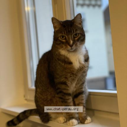 Photo 1/1 Chat retrouvé Perdu à Strasbourg