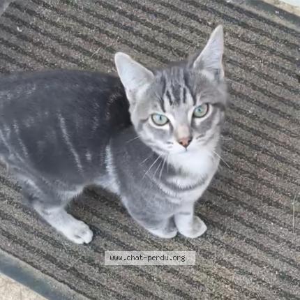Photo de chat perdu à Vierzon
