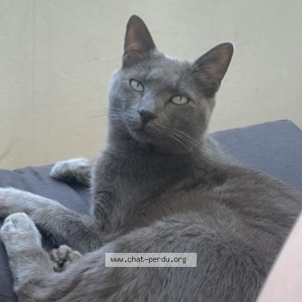 Photo de chat perdu à Cluses