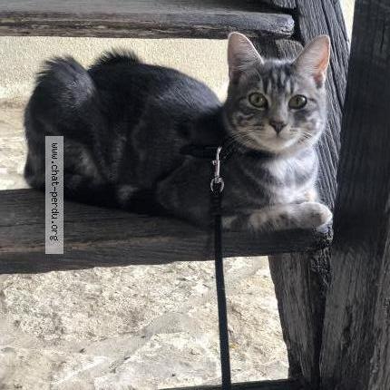 Photo de chat perdu à Caluire