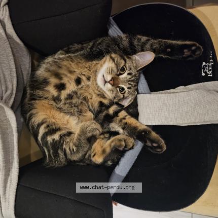 Photo de chat perdu à Quimper