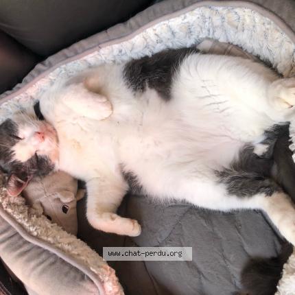 Photo 1/1 Chat retrouvé Perdu à Colombes