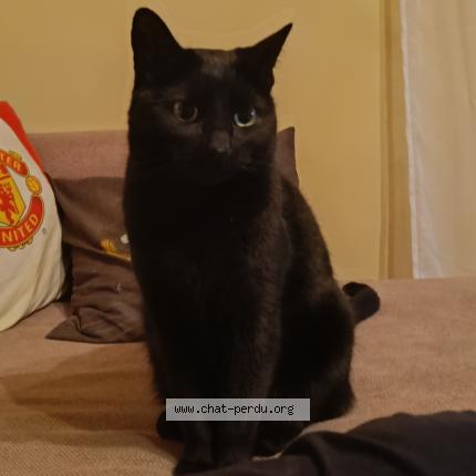 Photo de chat perdu à Saint Geoire En Valdaine
