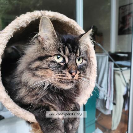 Photo de chat perdu à Rouen