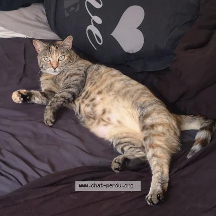 Photo de chat perdu à Romainville