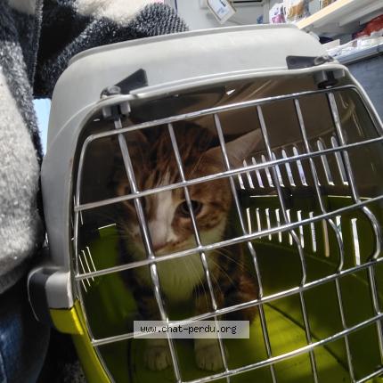 Photo de chat trouvé à Creteil