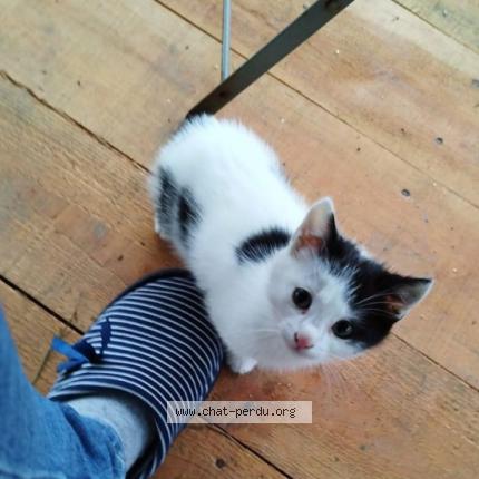 Photo de chat perdu à Plumeliau