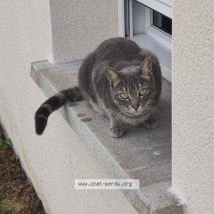 Photo de chat perdu à Caupenne D Armagnac