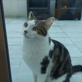 Photo de chat perdu à Houilles