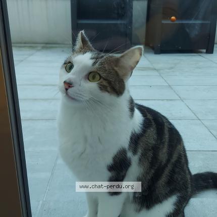 Photo 1/1 Chat retrouvé Perdu à Houilles