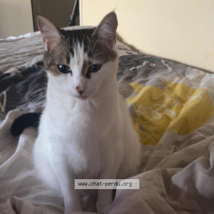 Photo 1/1 Chat retrouvé Perdu à Angers