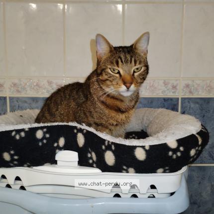 Photo 1/1 Chat retrouvé Perdu à Chambon Sur Voueize