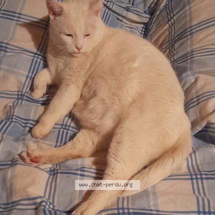 Photo de chat perdu à Gerzat