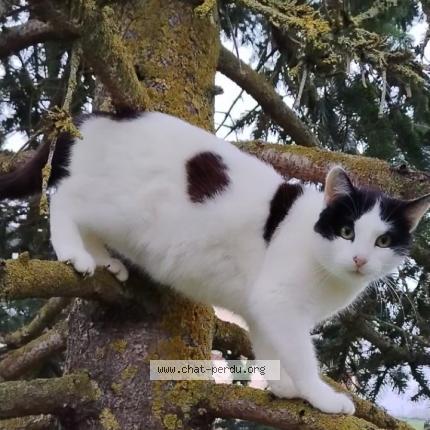 Photo 1/1 Bianca Chat perdu à Mecringe