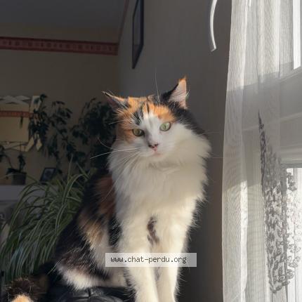 Photo de chat perdu à Allonnes