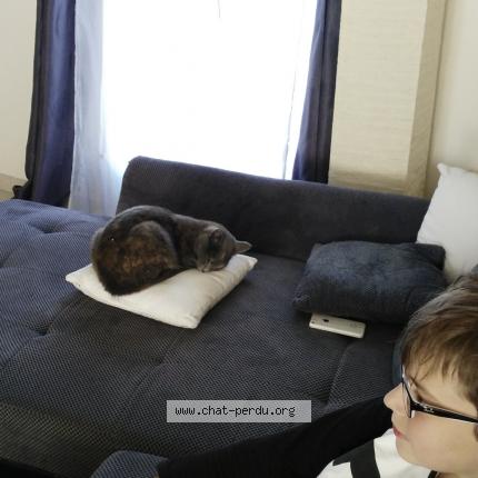 Photo de chat perdu à Chambery