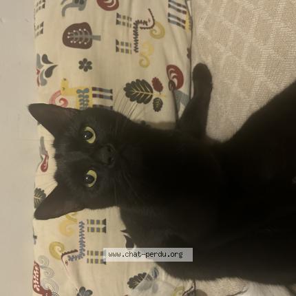 Photo 1/1 Chat retrouvé Perdu à Ambillou