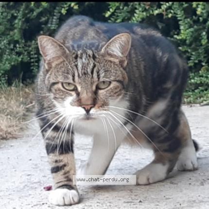 Photo de chat perdu à Langrolay Sur Rance