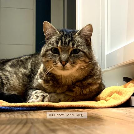 Photo de chat perdu à Cailhau