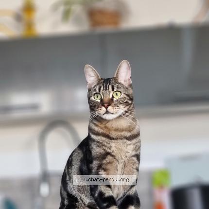 Photo 1/1 Charly Chat perdu à Saint andre les vergers