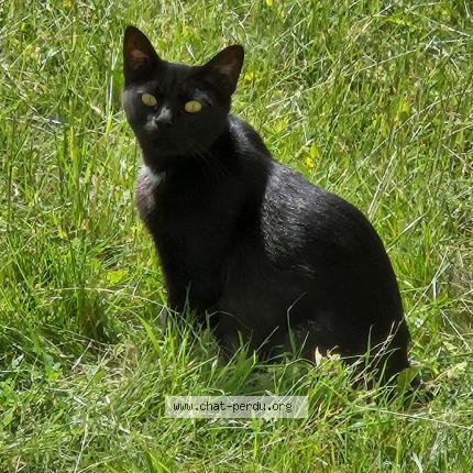 Photo 1/1 Chat retrouvé Perdu à Chatellerault