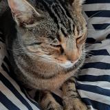 Photo de chat perdu à Bazoches Au Houlme